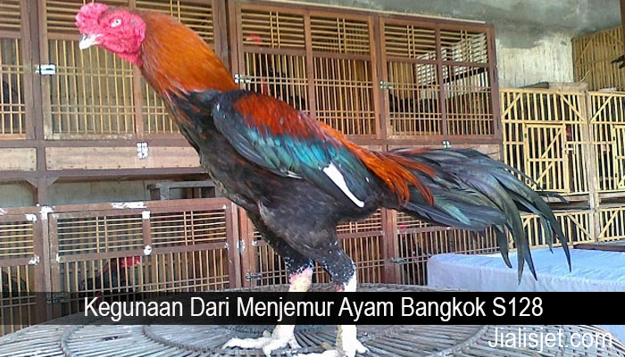 Kegunaan Dari Menjemur Ayam Bangkok S128