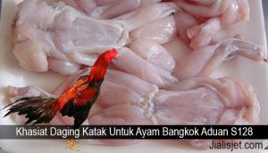Khasiat Daging Katak Untuk Ayam Bangkok Aduan S128