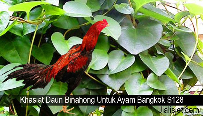 Khasiat Daun Binahong Untuk Ayam Bangkok S128