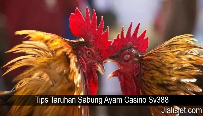 Tips Taruhan Sabung Ayam Casino Sv388